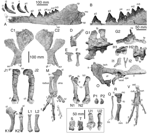 The fossilized bones recovered at Playa Media Luna.